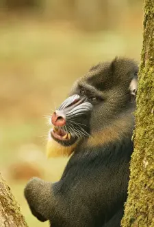 Central African Mammals Stampe: Mandrill Baboon