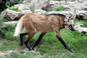 Lupo Dalla Criniera Stampe: Lupo del Manubrio