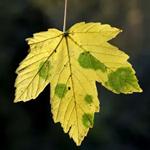 Yellow Autumn Foliage Stampe: Maple Leaf - in autumn