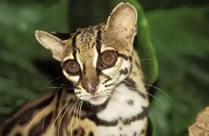 Margay Cat Stampe: Margay