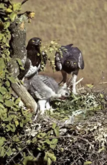 Bird Nest Photography Stampe: Martial Eagle