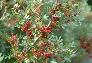 Pistacia Lentiscus Stampe: Mastic Tree