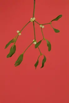 Mistletoe Plant Stampe: Mistletoe