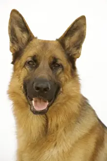 Jean Michel Labat Artist Stampe: Mongrel Dog