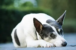 Johan De Meester Art Stampe: Mongrel Dog - Lying down