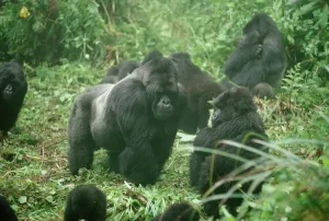 Stampe di Gorilla del Monte 3944 Maschio Silverback Gorilla gorila Beringea di Adrien Warren Si prega di notare che le stampe sono destinate solo a scopi di visualizzazione personale e non possono essere Gorilla Di Montagna Stampe: Orsa del Montagna