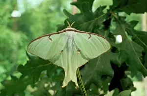 Immagini datate 2010 giugno: Lepidoptera della luna