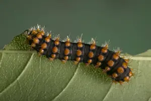 Nature Photography Prints Online Stampe: Moth - Caterpillar