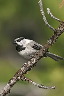 Jim Zipp Wildlife Photography Stampe: Mountain Chickadee