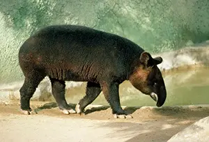Stampe di Tapir della montagna KF-4569 Pinchaque Tapire del tapir Kenneth W Tapiridae Stampe: Tapiro delle montagne