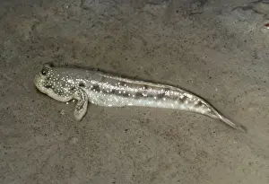 European Freshwater Fish Stampe: Mud Skipper