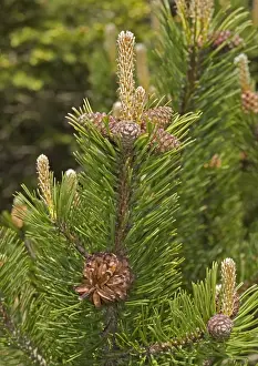Pinus Mugo Stampe: Mugo pine