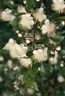 White Flowers In Nature Stampe: Myrtle