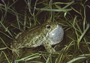Bufo Calamita Habitat Stampe: Natterjack Toad - singing