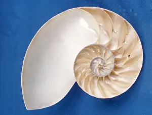 Marine Wildlife Art Stampe: Nautilus - section