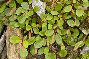 Willow Tree Stampe: Net-leaved willow