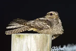 Nightjar Bird Stampe: Nightjar - on a post