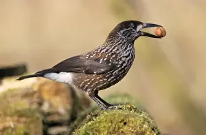 Duncan Usher Photography Stampe: Nutcracker - with hazel nut in beak, winter