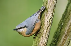 Personal Display Art Prints Stampe: Nuthatch