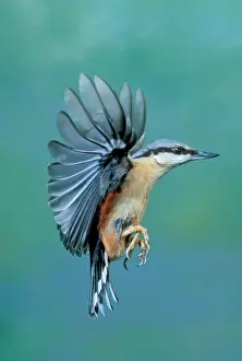 John Daniels Wildlife Photographer Stampe: Nuthatch In flight