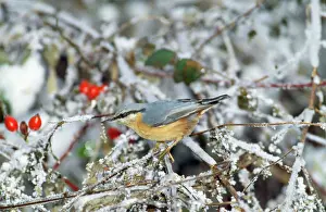 Garden Bird Photography Stampe: Nuthatch - in winter
