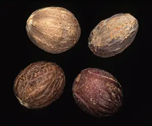 Myristica Fragrans Stampe: Nutmeg