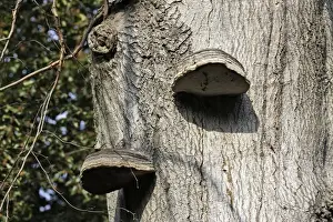 Single Oak Tree Image Stampe: Oak Polypore
