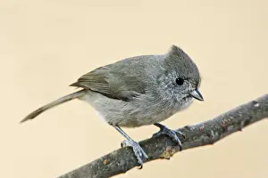 Personal Use Bird Artwork Stampe: Oak Titmouse