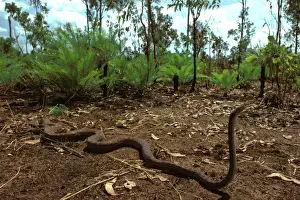 Northern Territory Reptiles Stampe: Oenpelli Rock Python - Arnhemland, Northern Territory, Australia JPF00083