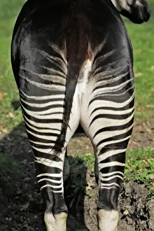 Stampe di Okapi 16615 femmina. In cattività a Copenaghen, Danimarca okapia johnstoni di M Gliridae Stampe: Okapia femmina, in cattività