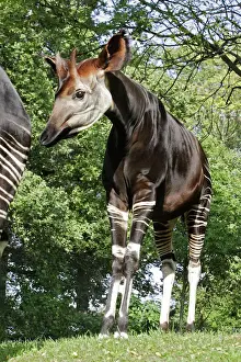 Stampe di Okapi WAT-16612 Maschio. Tenuto in cattività a Copenaghen, Danimarca okapia johnstoni di M Gliridae Stampe: Okapi - malo, in cattività