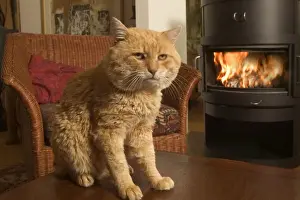 Limited Edition Pet Art Stampe: Old Cat - In front of fire