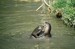 UK Wildlife Mammals Stampe: Otters - playing