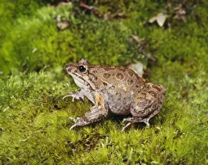 Unique Animal Wall Art Stampe: Painted Frog