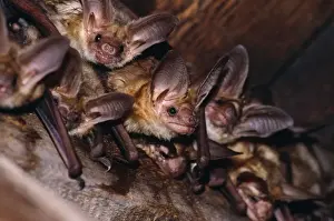 Bat Conservation Images Stampe: Pallid Bat