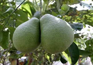Tropical Citrus Fruits Stampe: Pamplemousse / Shaddock