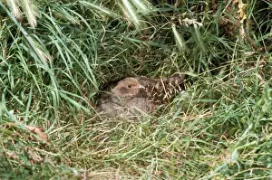 Bird Photography Prints Stampe: Partridge
