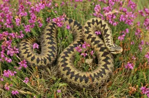 Heather Landscape Photography Stampe: Adder In heather, UK