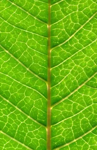 Close Up Leaf Stampe: Close up of Leaf, showing veins