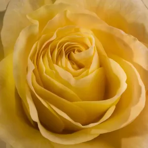 Studio Flower Photography Stampe: Yellow Rose