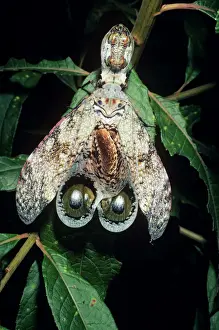 Personal Use Only Artwork Stampe: Peanut-head Bug / Lantern Fly