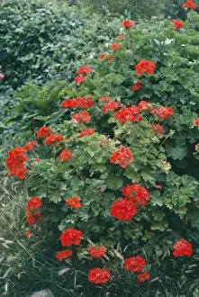 Pelargonium Flower Stampe: Pelargonium