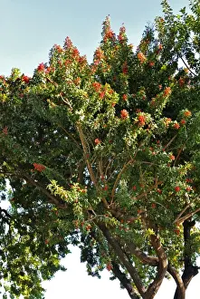 Atlantic Ocean Flowers Stampe: Pepper Tree - Botanical Garden