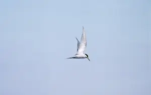 Birdwatching In Peru Stampe: Peruvian Tern Peru