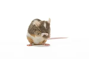 Pet Mammals Stampe: Pet Mouse - in studio