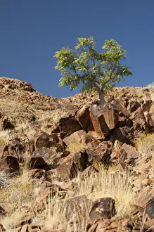 Southern Africa Trees Stampe: Phatom tree - on hillside - Sossusvlei - Namibia