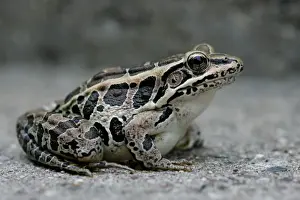 Jim Zipp Photography Prints Stampe: Pickerel Frog