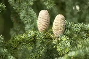Pine Cone Photography Stampe: Pine Cones on Cedar Tree
