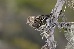 Personal Use Bird Prints Only Stampe: Pine Siskin