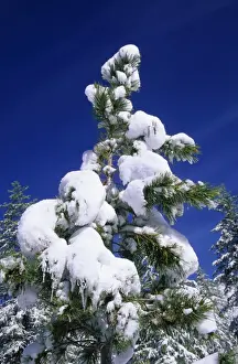Russian Wilderness Photography Stampe: Pine Tree - crown after a snowfall